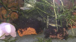 Keeping Least Killifish Males with Endlers Females
