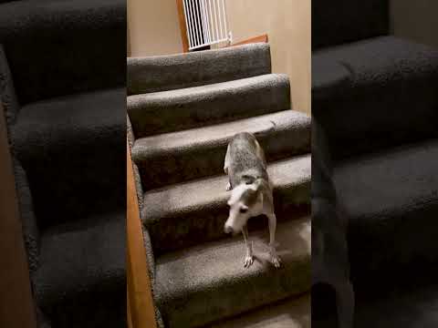 Un chien hilarant qui ne monte les escaliers qu'à reculons