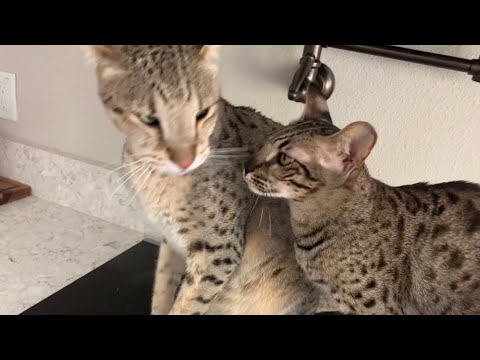 Savannah Cats Kumba, Taj, And Zara! #cute #cats