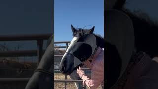 Full Halloween Horse Skeleton Video is out now!