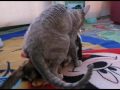 Devon Rex Parring