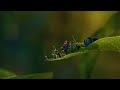 A Bug S Life Teaser Trailer 1998 2002