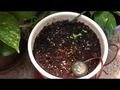 Maidenhair Fern dying? Don't give up!