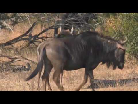 July 24, 2017 - Sunset -  Djuma has Wildebeest too