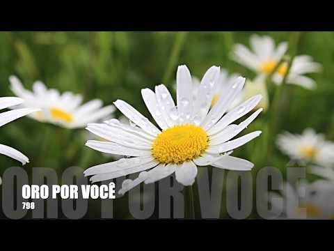 Oração 798