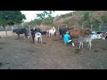 Tirando Leite Das Vacas No Curral Pela Manhã Enquanto Os Bezerros Se Deleitam Na Seção Mamação