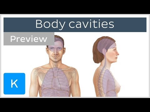 Cavities of the body: location and contents (preview) - Human Anatomy | Kenhub