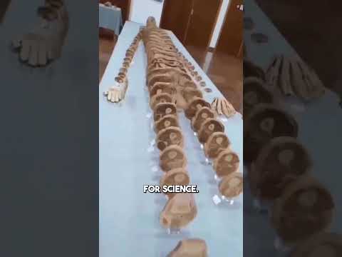 Cross section of the human body in a museum!