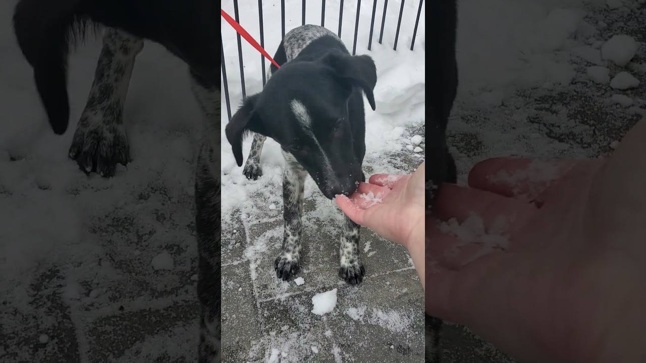 Enlarge Spike, a Adoptable mixed breed in Blairstown, NJ video 6/6