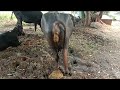 Buffalo Pooping Cow Pooping Buffalo And Cow Poop Video