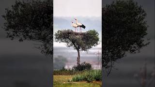 These are two stunning White Storks on their treetop nest