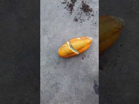 overripe cucumber 🥒