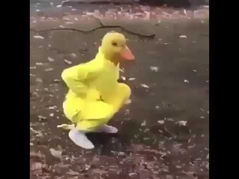 download lagu mp3 mp4 Gangster Duck, download lagu Gangster Duck gratis, unduh video klip Gangster Duck