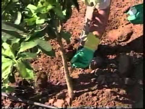 comment traiter la mineuse des agrumes