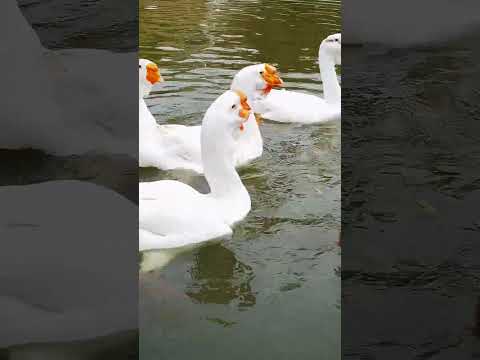 White Duck In Water || whiteduck water shortsvideo ducky || Maimuna