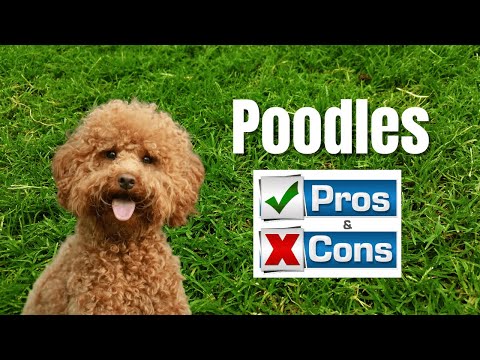 The Pros & Cons of Owning A Poodle