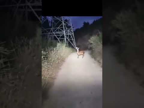 SkinWalker Caught Mid-Transformation?! #skinwalkers