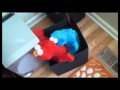 Elmo And Cookie Monster Get It On
