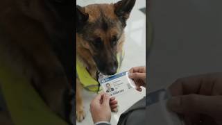 Download lagu 🐕 German Shepherd Working Security mp3