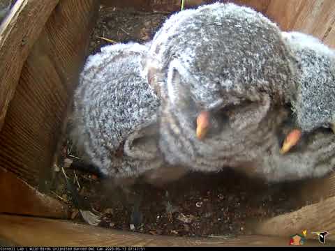 Barred Owl Nestlings Line Up For The Camera – May 13, 2020