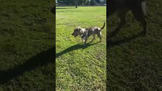 Video preview image #1 Dachshund-Unknown Mix Puppy For Sale in La Verne, CA, USA