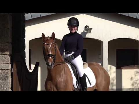 DOLCE GUSTO 5j. Dunkelfuchswallach v. Dimensional H - Danny Gold