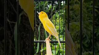 Download lagu Burung kenari jantan bernyanyi | suara burung #burung #hewan #kenari #hewanlucu mp3 Download lagu Burung kenari jantan bernyanyi | suara burung #burung #hewan #kenari #hewanlucu mp3