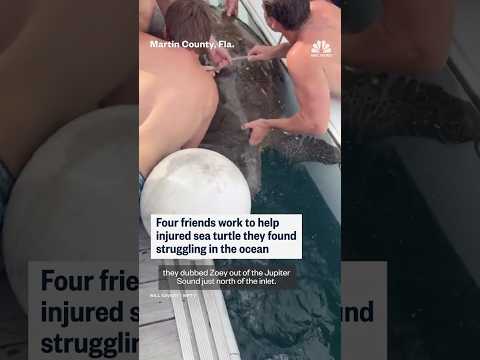 Four friends work to help injured sea turtle they found struggling in the ocean