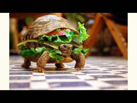 Tcheller Durrep - 1 Kg De Sanduíche