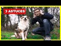 Chien Qui Aboie 3 Solutions Pour L Empêcher D Aboyer