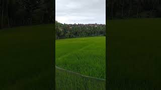 Download lagu Peswahan cibeurih kecamatan sajira mp3