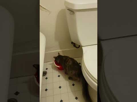 How to get your cat to stop drinking out of the toilet