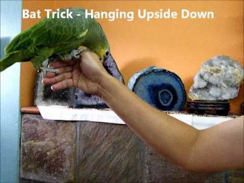 JJ the Orange-Winged Amazon – Parrot Tricks Video