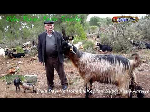 Nam- Değer (Hasan Gürel) Honamlı Keçilerini Tanıtıyor: Duacı Köyü-Antalya