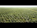 Palm Oil - An Environmental Disaster - Ben Dessen ...