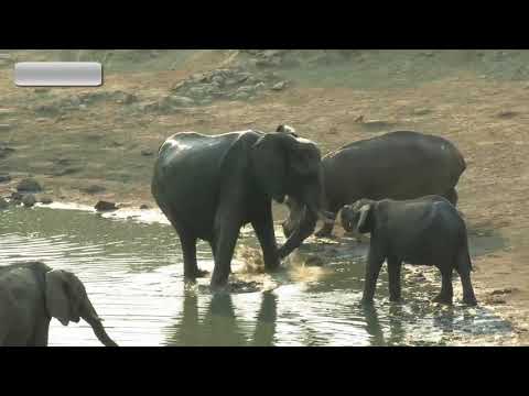 Sneaky hippo wades into elephant watering hole to displeasure of bull elephant