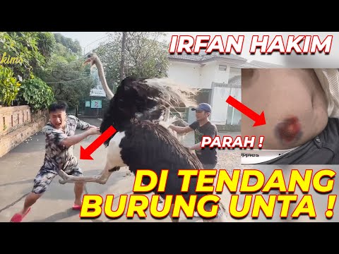 PARRAAAHH !!! TRAG3DI IRFAN HAKIM DITENDANG BURUNG UNTA YANG NGAAMUKK !!! SAMPE MEM4R !!!