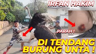 Download lagu PARRAAAHH !!! TRAG3DI IRFAN HAKIM DITENDANG BURUNG UNTA YANG NGAAMUKK !!! SAMPE MEM4R !!! mp3 Download lagu PARRAAAHH !!! TRAG3DI IRFAN HAKIM DITENDANG BURUNG UNTA YANG NGAAMUKK !!! SAMPE MEM4R !!! mp3