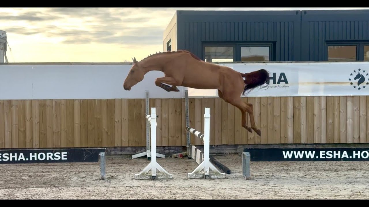 Galoubet  ☆ (GORBATCHOV  x CICERO Z VAN PAEMEL) video 1