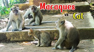 Download lagu Reaksi Segerombolan Monyet ketika Melihat Kucing  - Macaque vs Cat extended mp3