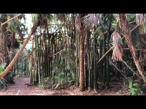 The bamboo forest