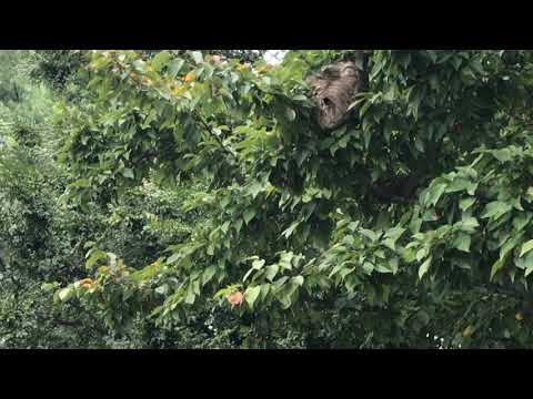 Bald-Faced Hornets Parked in Condominium Complex in Princeton, NJ