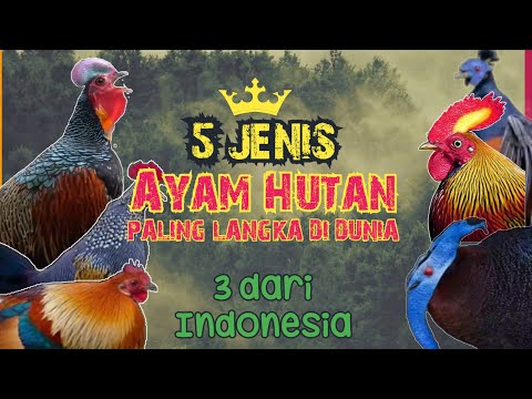 , title : '5 Jenis AYAM HUTAN Yang ada di Dunia, 3 ada di Indonesia || Super Langka'