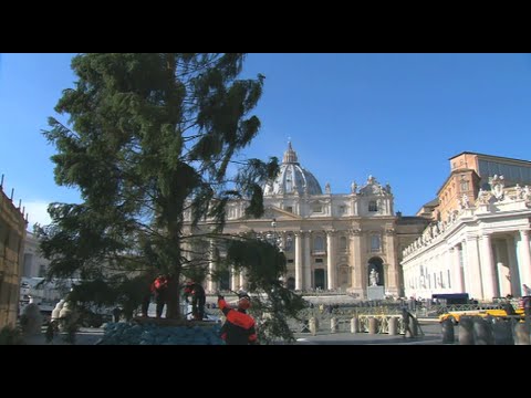 El árbol de Navidad ya esta en San Pedro