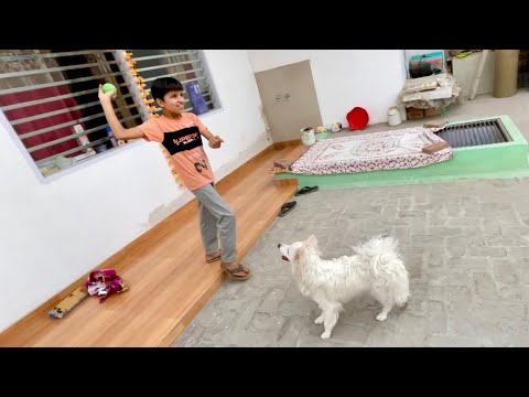 Oreo Ko bhi Khelna hai Cricket 😂