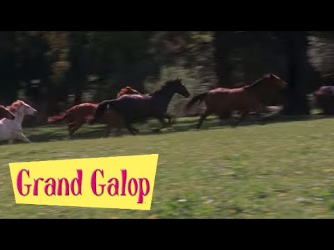 Grand Galop 209 - Changement au Pin creux | HD | Épisode Complet