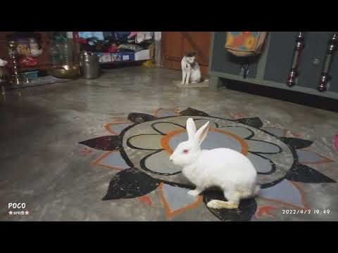 amar miu r kirti#bhagyashree #youtube #youtubechannel #nabadwipdham #vlog #cats #youtubeshort