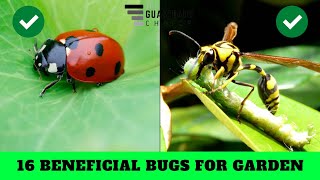 16 Beneficial Bugs You Should Never Kill In Your Garden | The Guardians Choice