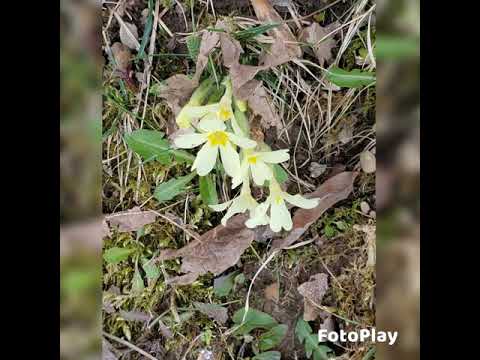 Heiliger Josef Teaser 21