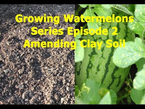 Growing Watermelons Series: Amending Clay Soil-Episode 2